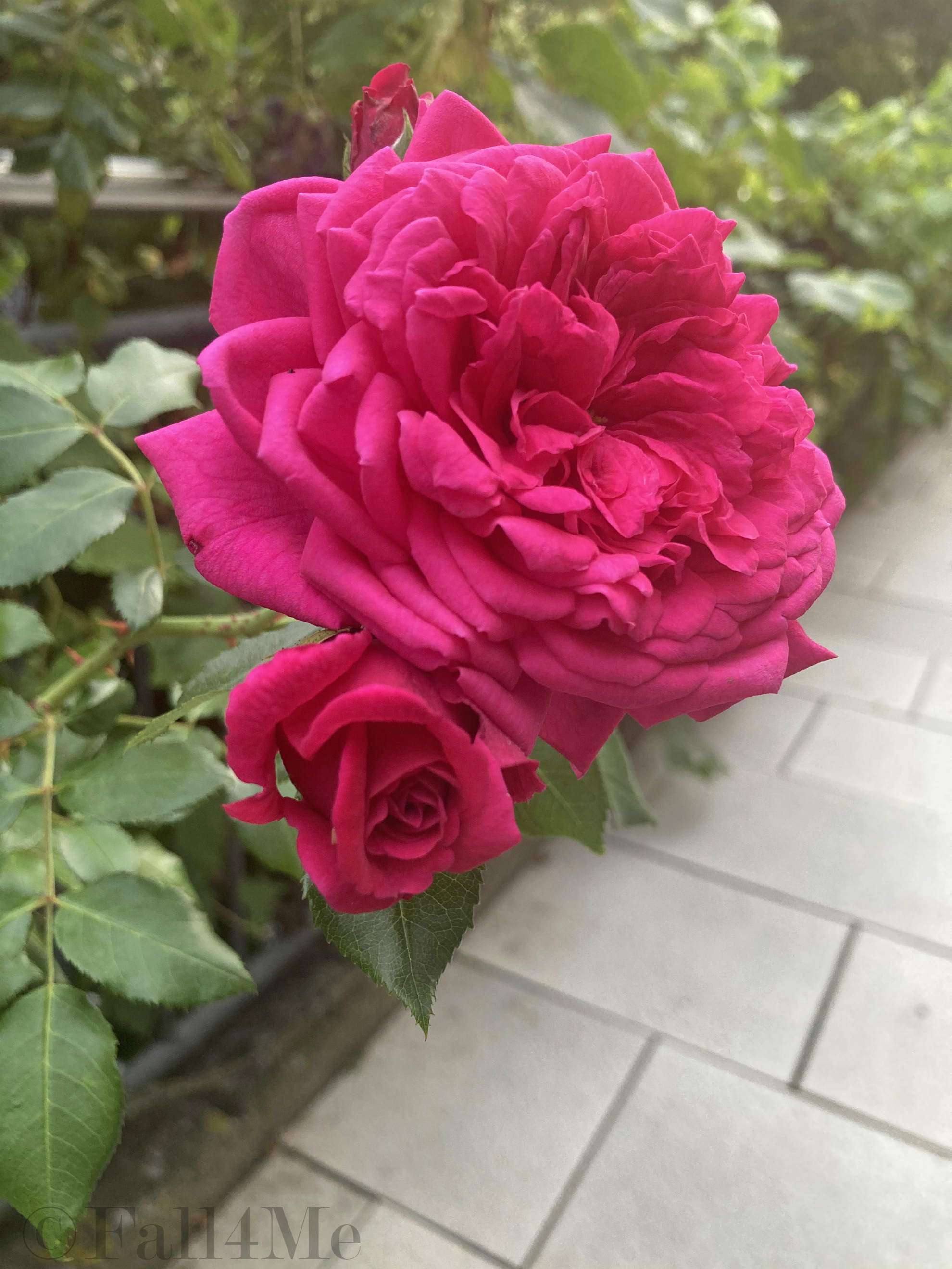 A jumpsuit in shades of raspberry combined with black.